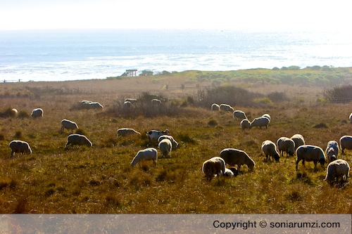 Sea Ranch Sheep and Goats Mowing Swale