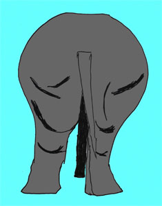 rhino-butt.jpg
