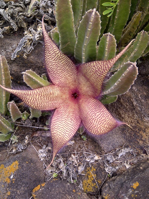 Stapelia gigantea:Starfish.jpg