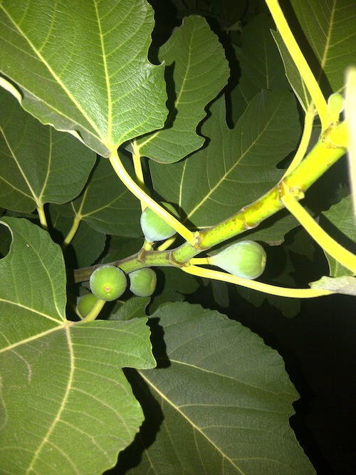 fig tree.jpg