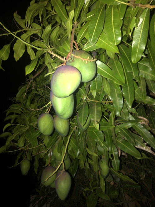 mangoes.jpg