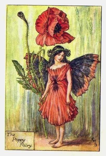 The Poppy Fairy