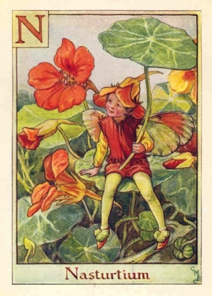 Nasturtium flower fairy